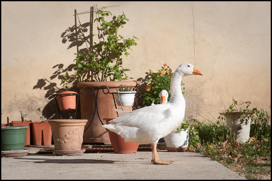 La Fontaine Bed & Breakfast Simiane-la-Rotonde Exterior photo